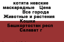 котята невские маскарадные › Цена ­ 18 000 - Все города Животные и растения » Кошки   . Башкортостан респ.,Салават г.